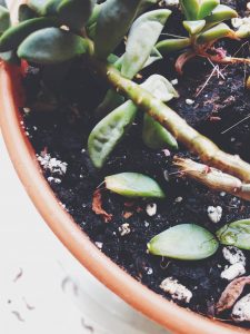 Ghost Plant leaf propagation. All about Succulents & Cacti: My propagators! Read about it at gossamerydreams.com