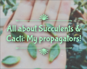 All about Succulents & Cacti: My propagators! Read about it at gossamerydreams.com