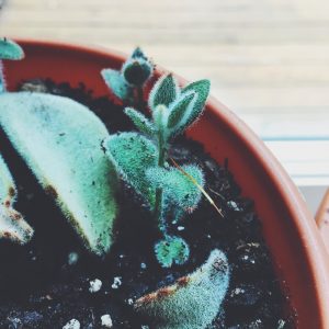 Kalanchoe Tomentosa All about Succulents & Cacti: My propagators! Read about it at gossamerydreams.com