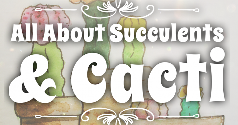 All about Succulents & Cacti: What I’ve learned so far (Part 1)…Moon Cactus!