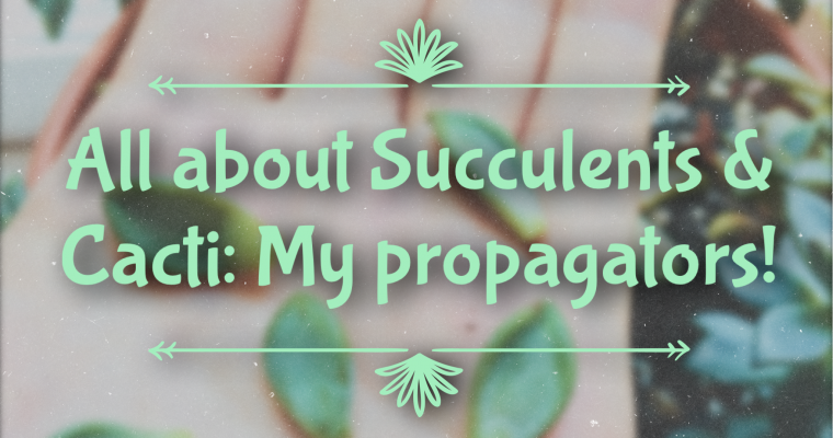 All about Succulents & Cacti: My propagators!